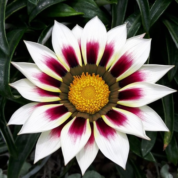 Meet your Posher, Laarni - Picture 1 of 1